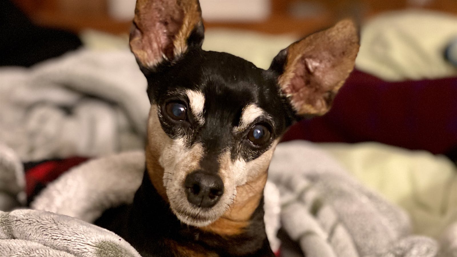 Diego the Miniature Pinscher dog cuddles up in a blanket