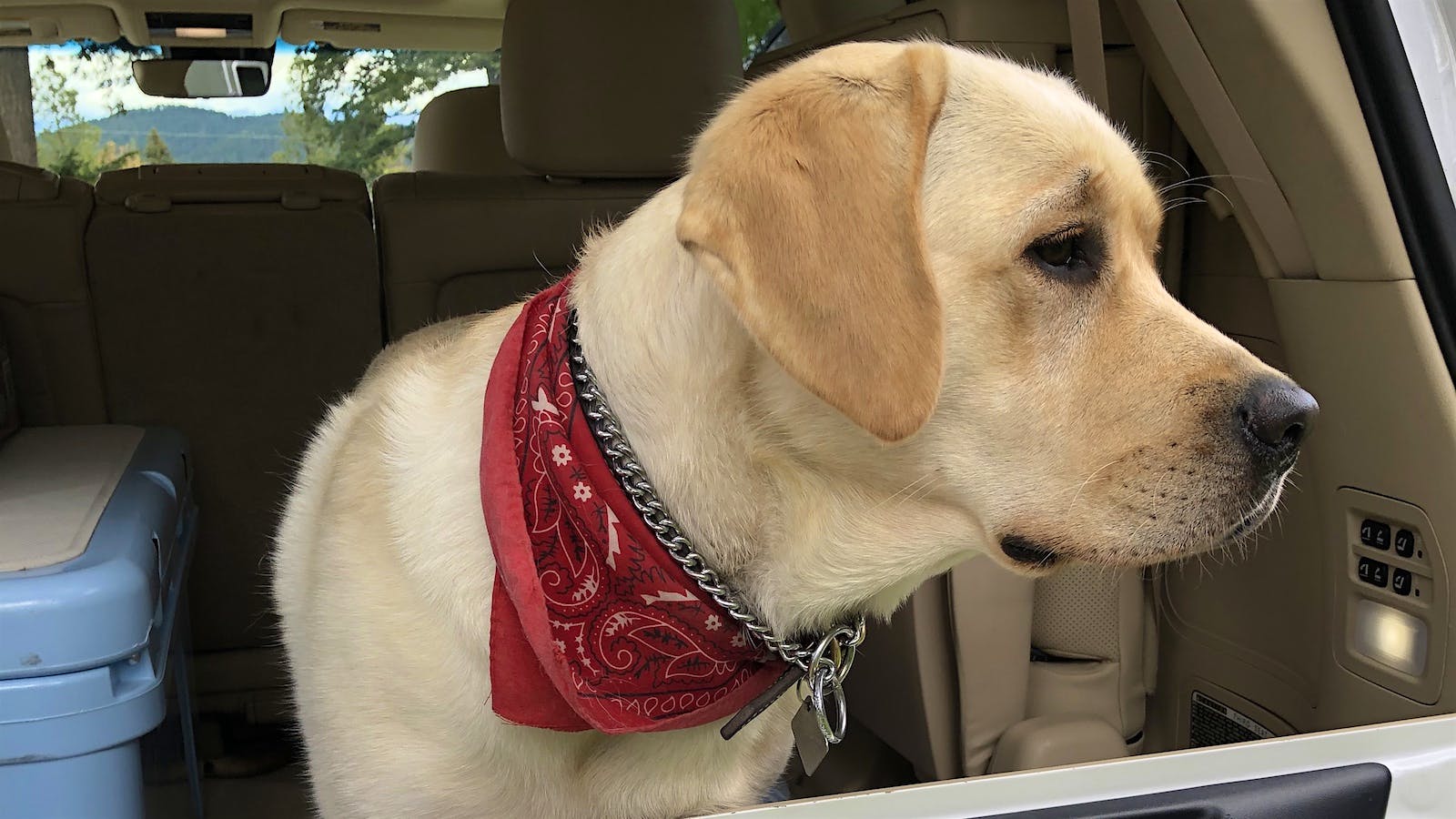 Wine Spectator Winery Dogs Ellie the English Labrador of Lando Wines