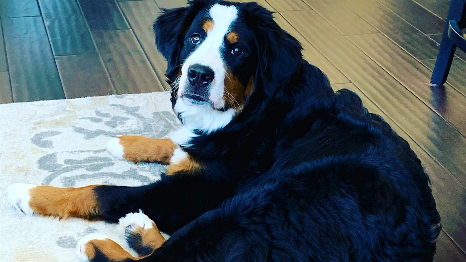 Gemstone the Bernese Mountain Dog laying down on a rug