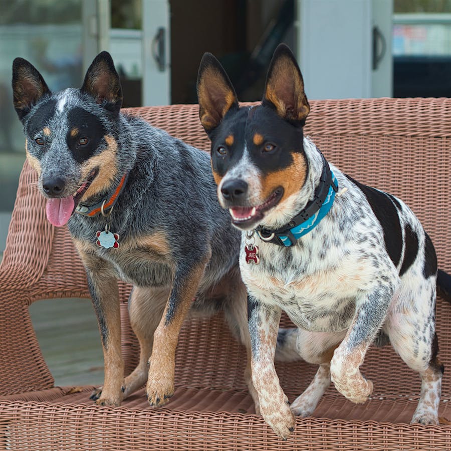 Bolt Australian Cattle Dog