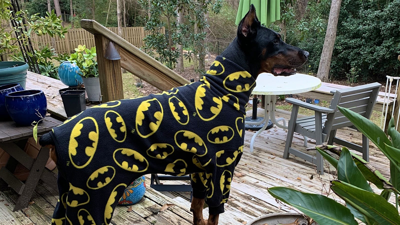 Doberman batman hot sale