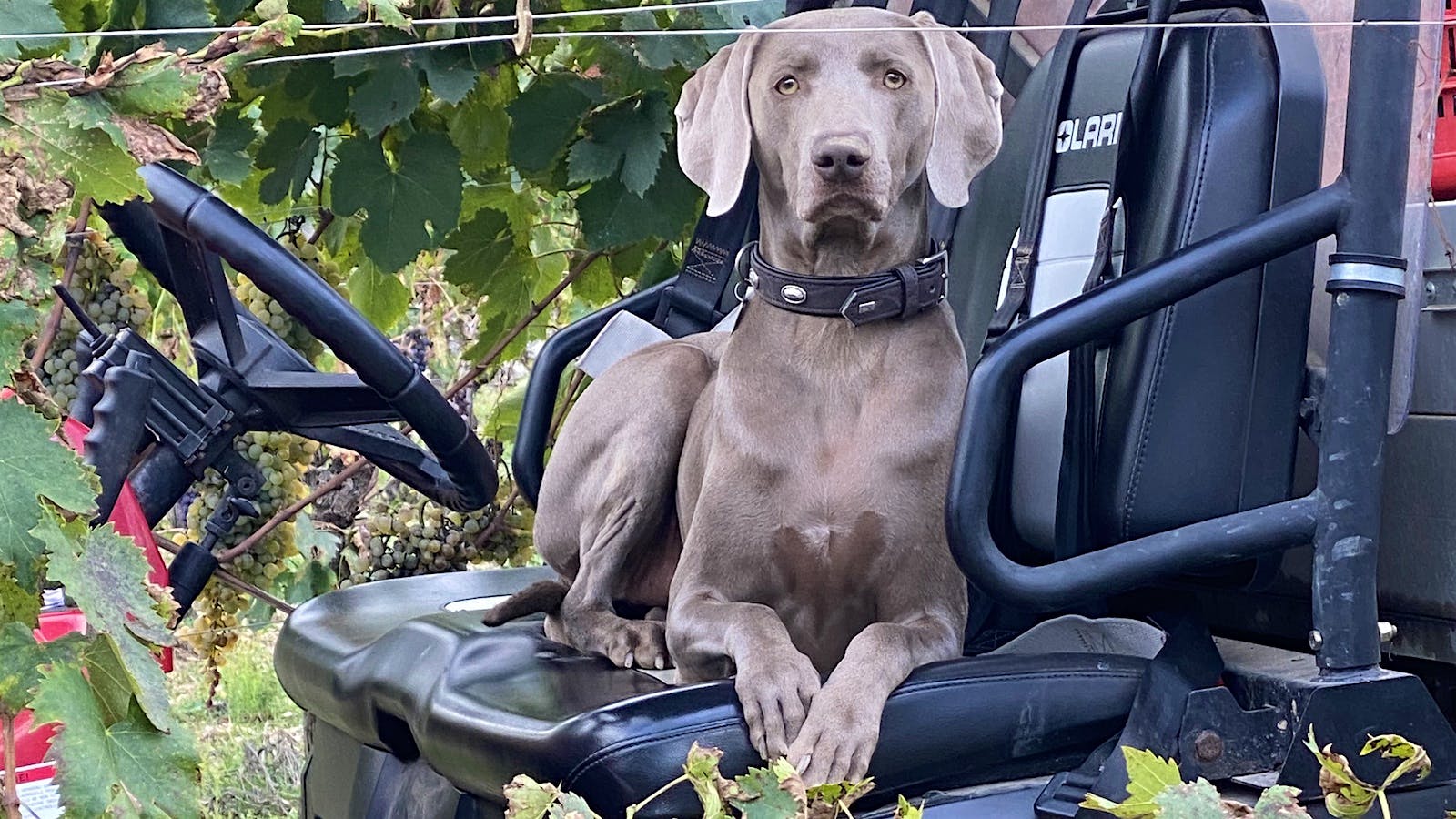 Weimaraner sitting on a tractor in a vineyard