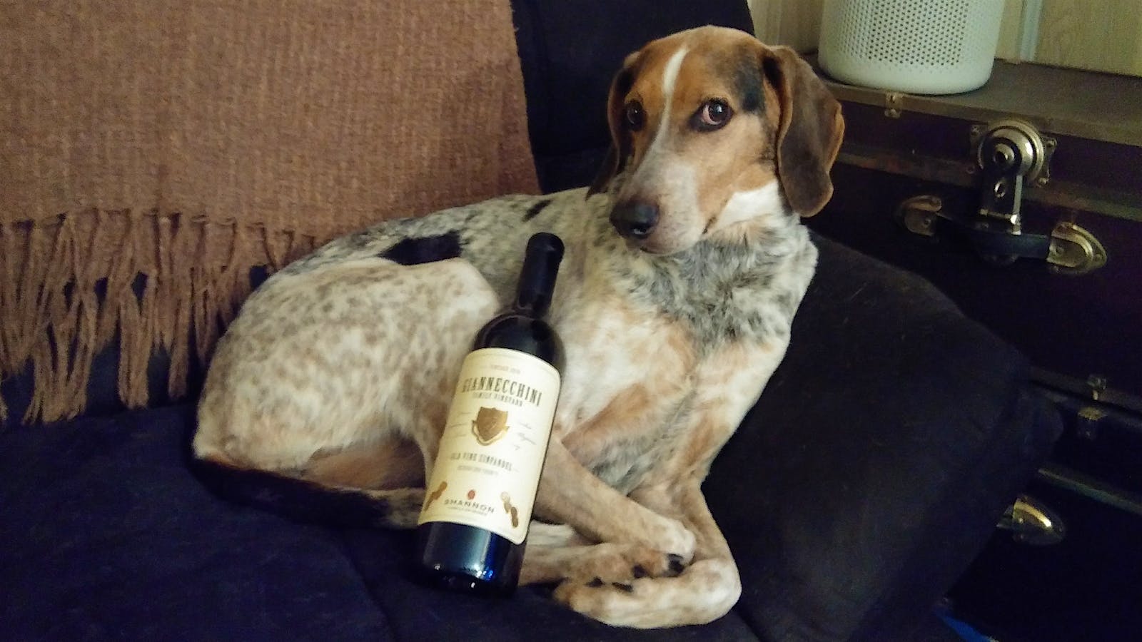 Maybelle the Bluetick Coonhound Dog resting on a couch with a bottle of Shannon Ridge wine