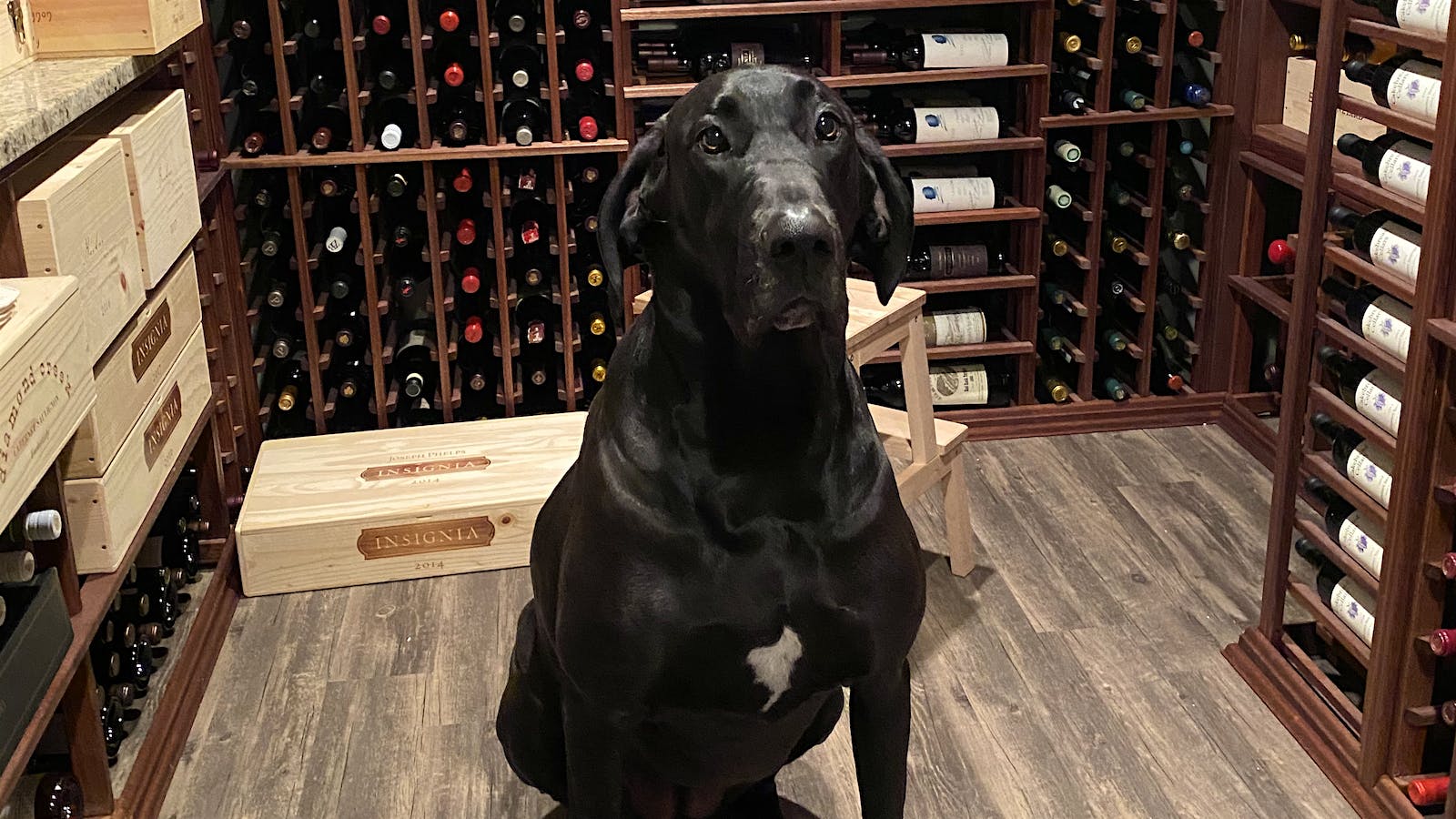 Onyx the Great Dane guards the wine cellar.