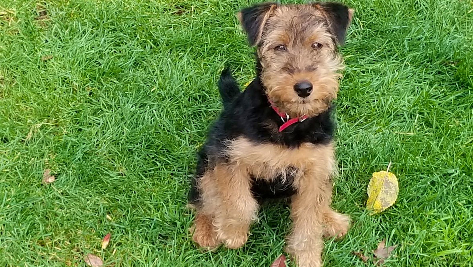 Roz the Welsh Terrier