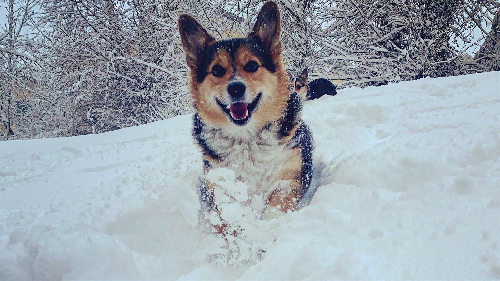 Tucker the Corgi running in the snow