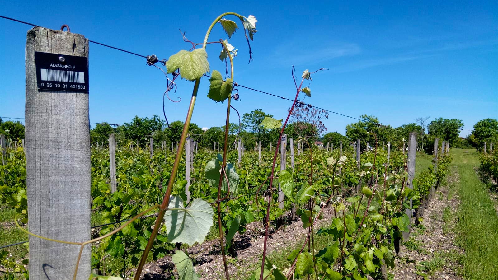Alvarinho vines