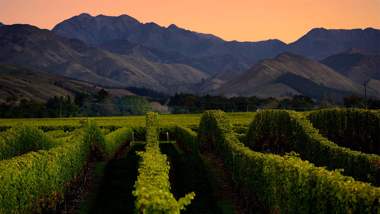 8 New Zealand Sauvignon Blancs Under $20