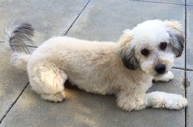 Zeus the Mini Goldendoodle