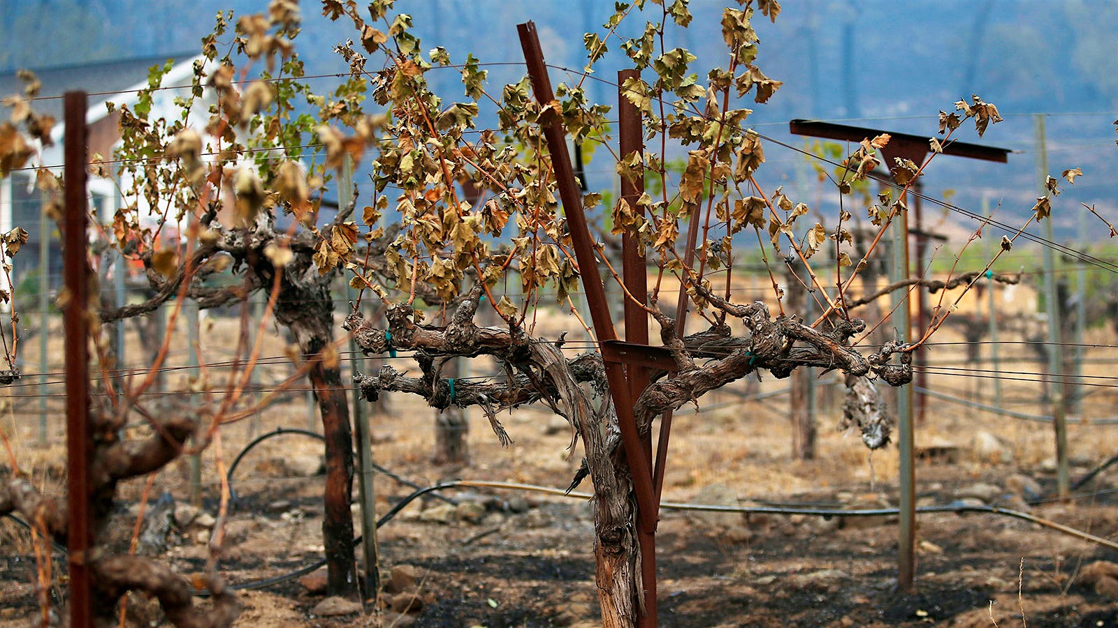 How Did 2020's Wildfires Impact California Wine?