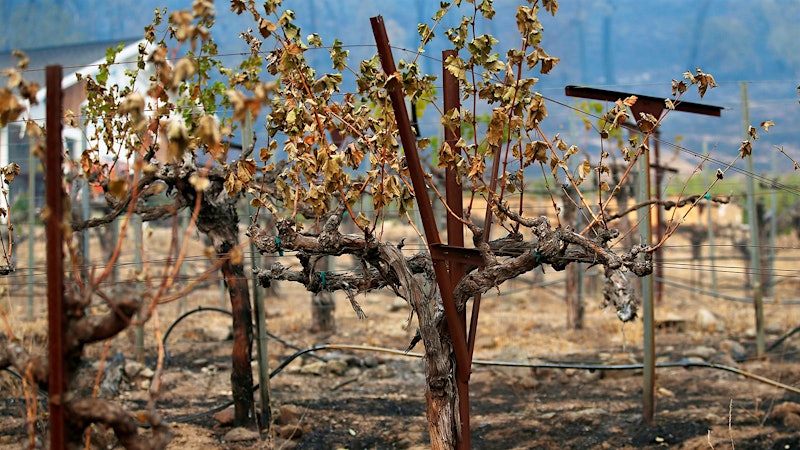 How Did 2020's Wildfires Impact California Wine?