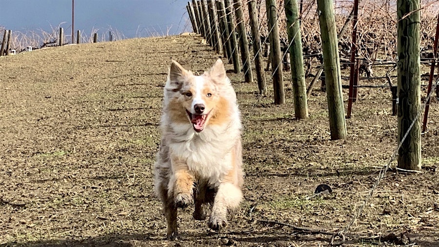 At any time of year, Sadie enjoys romping through Tablas Creek's vineyards, which are farmed following regenerative organic practices.