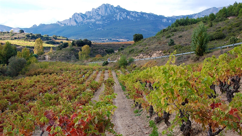 8 Thrilling Rioja Values Up to 90 Points
