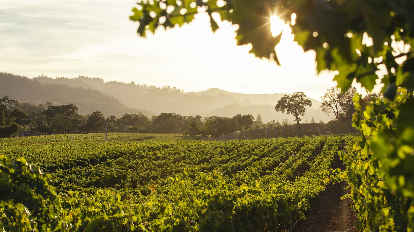 Kenefick Ranch's Calistoga Cabernets Demand a Closer Look