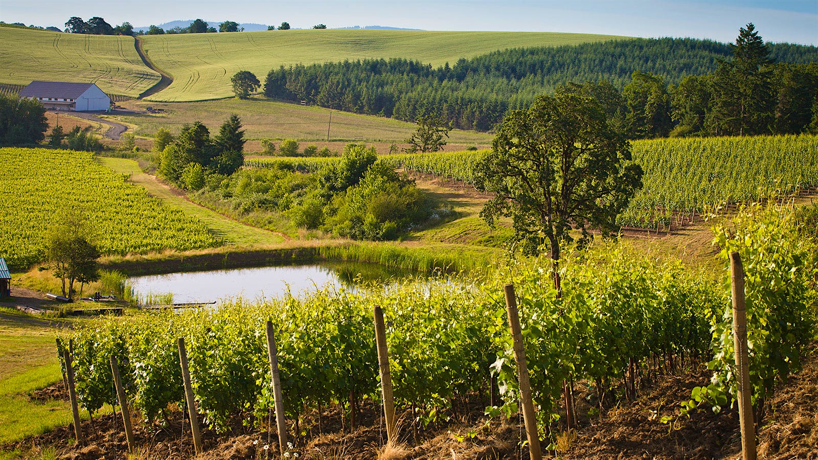 12 Vibrant White Wines from Oregon and Washington