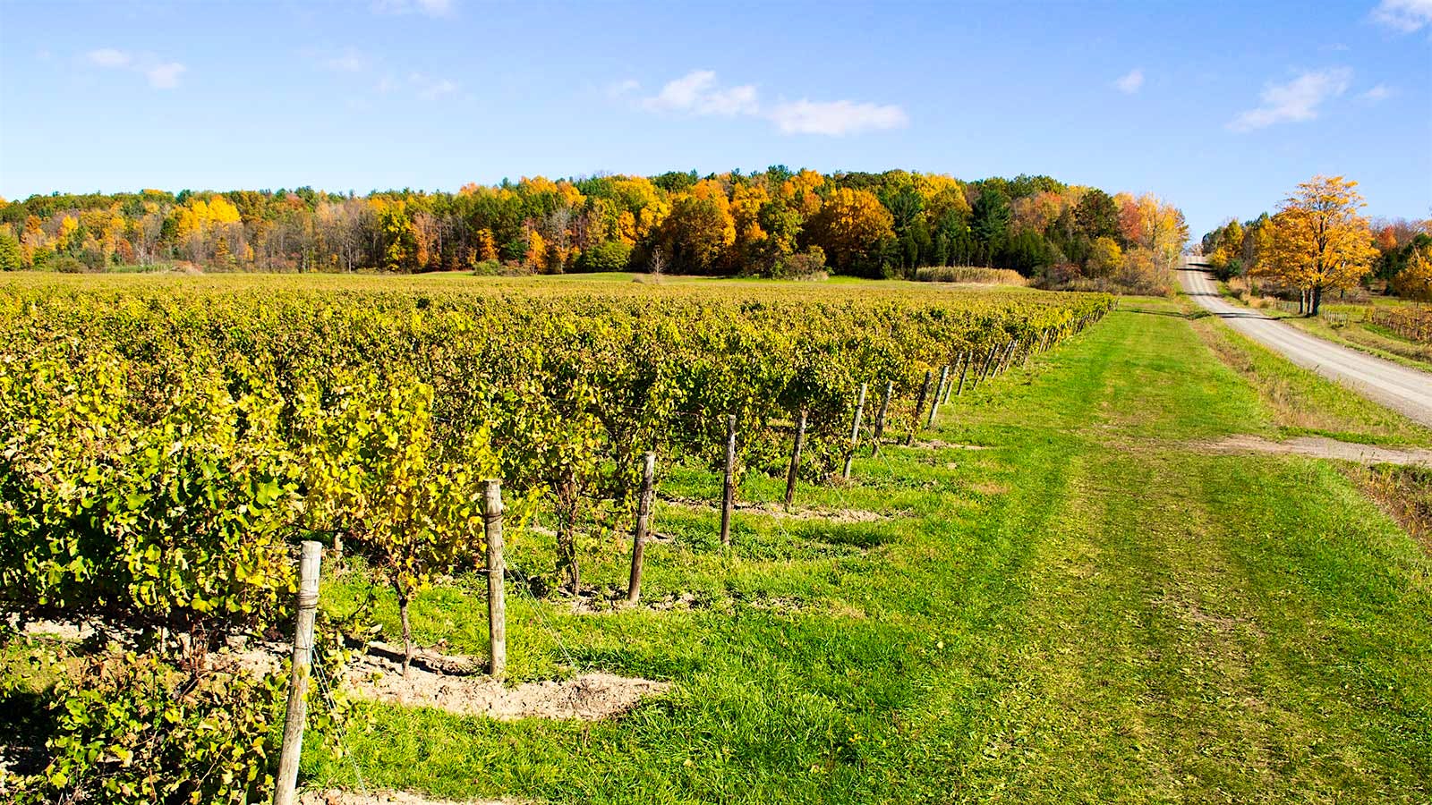 Tasting Highlights: 11 Vibrant Finger Lakes Riesling Wines Up to 92 Points