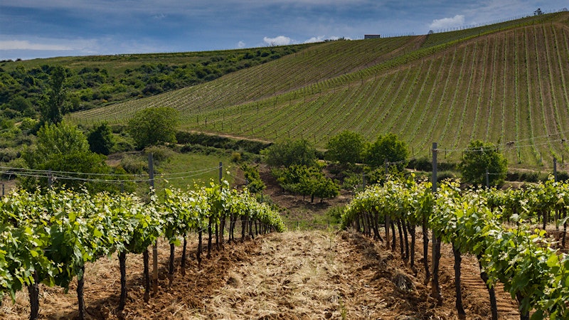 10 Delicious Spanish Whites for $24 or Less