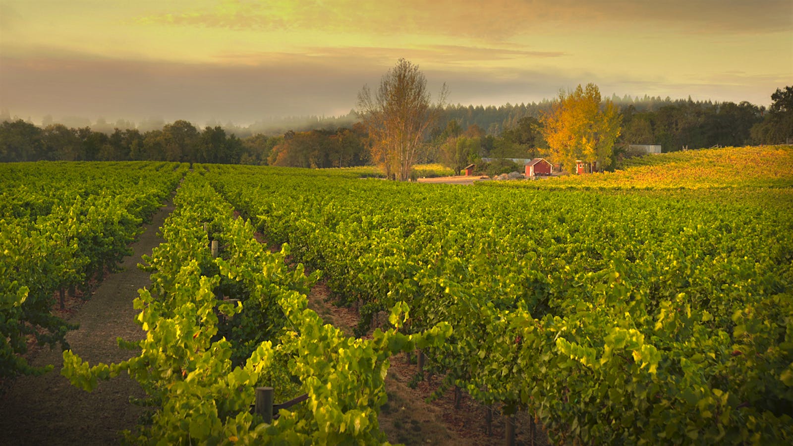 Tasting Highlights 10 Outstanding California Chardonnay Wines