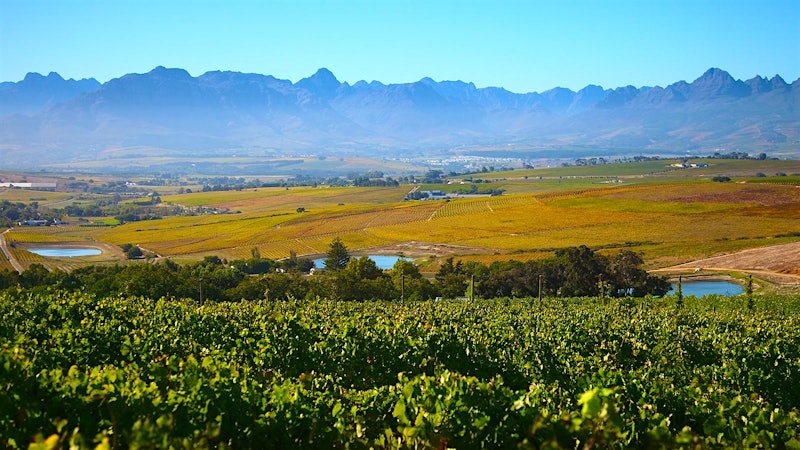 10 Thrilling South African Whites Under $20