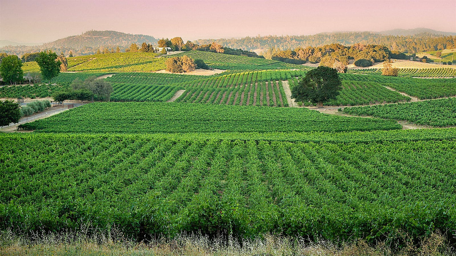 10 Enchanting California Sauvignon Blancs Up to 92 Points