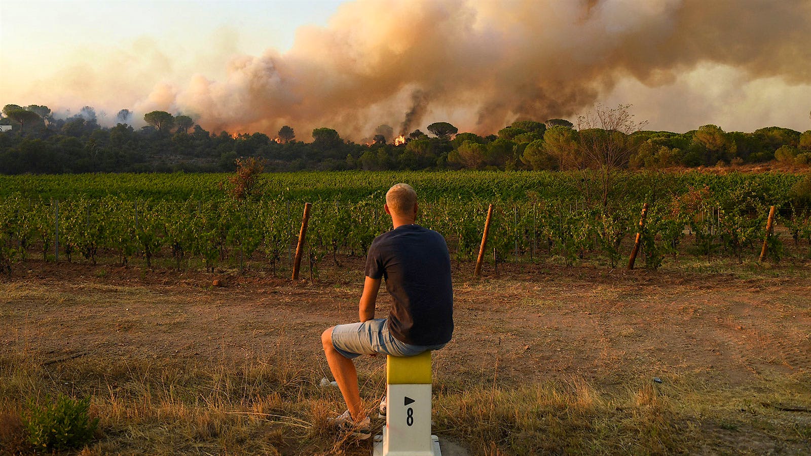 Provence Winemakers Return Home to Charred Vines and Fears of Smoke Taint