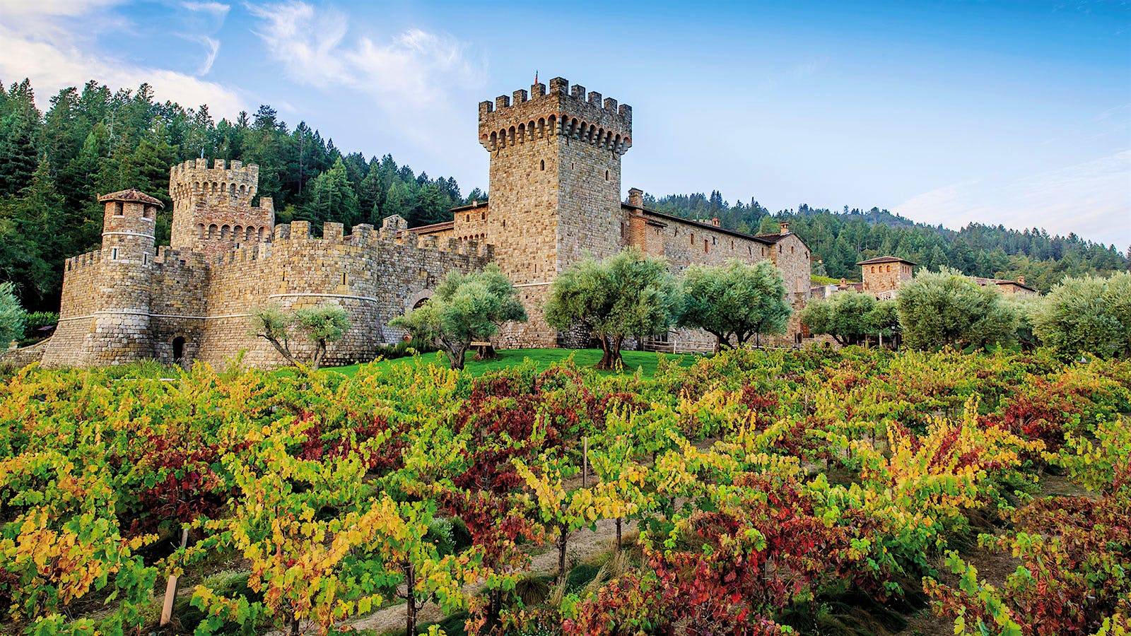 10 Diverse Napa Valley Wines at 90+ Points
