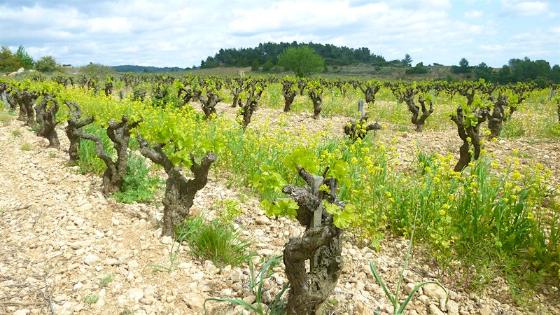7 Outstanding French Wines for $30 or Less