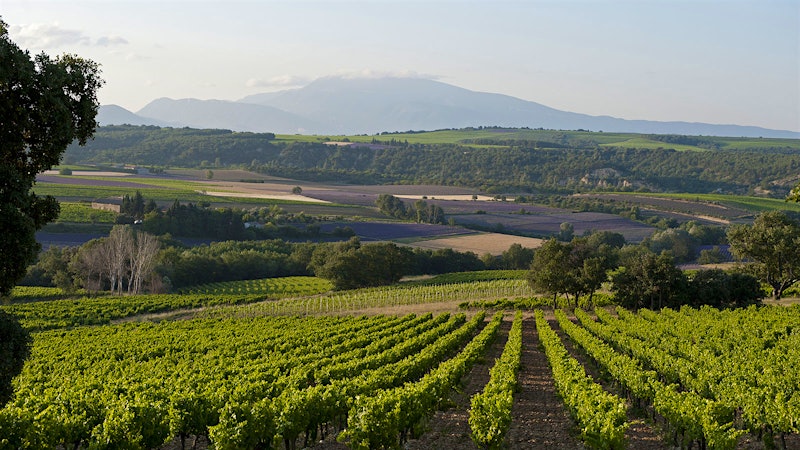 10 Captivating Côtes du Rhônes Up to 91 Points