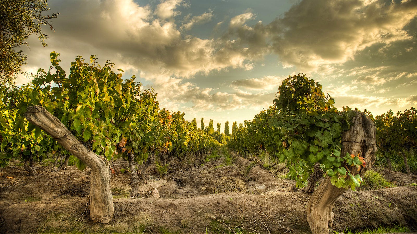 Kaiken's vines in Argentina