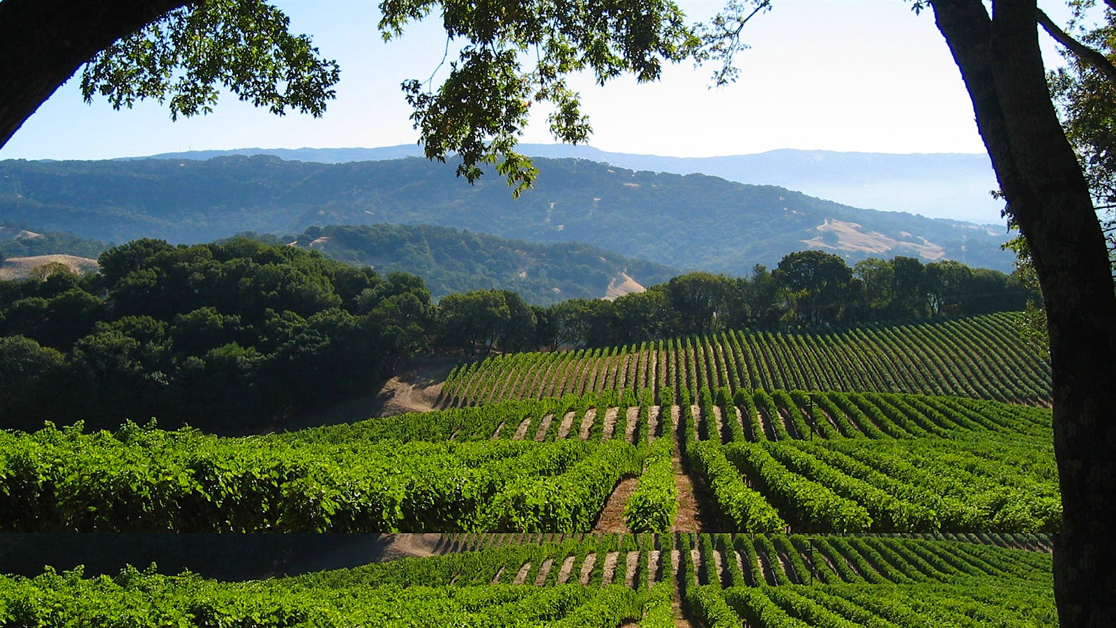 10 Fresh Napa Valley Sauvignon Blancs at 90+ Points
