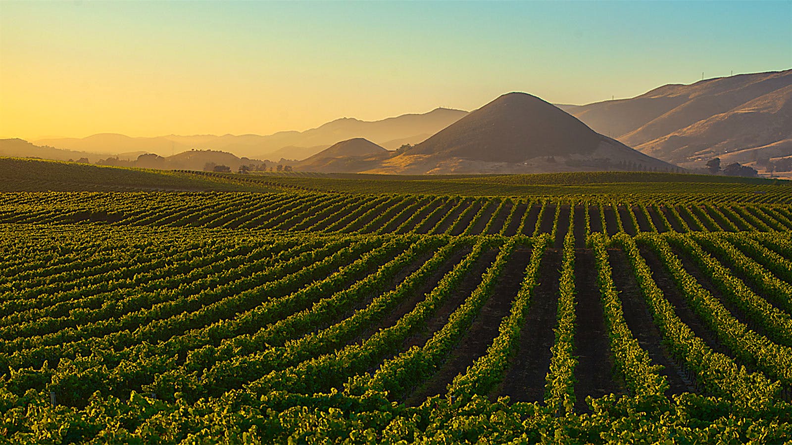 10 Satisfying California Chardonnays Up to 92 Points