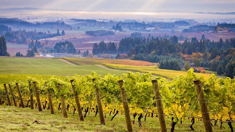 10 Outstanding Willamette Valley Pinot Noirs and Chardonnays