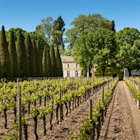Vines and a row of trees in front of Château Trotanoy (Deepix Studio)34 Bordeaux Reds, Whites and Sweet Wines Up to 97 Points