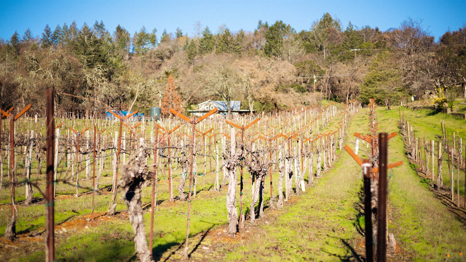 School House: A Cradle for Napa Valley Pinot Noir