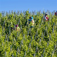 Workers secure vines to trellises in Santa Barbara. Vineyard labor is changing as older workers retire and more women join the labor force; wineries must innovate to keep staff.Who Will Pick America's Wine Grapes?
