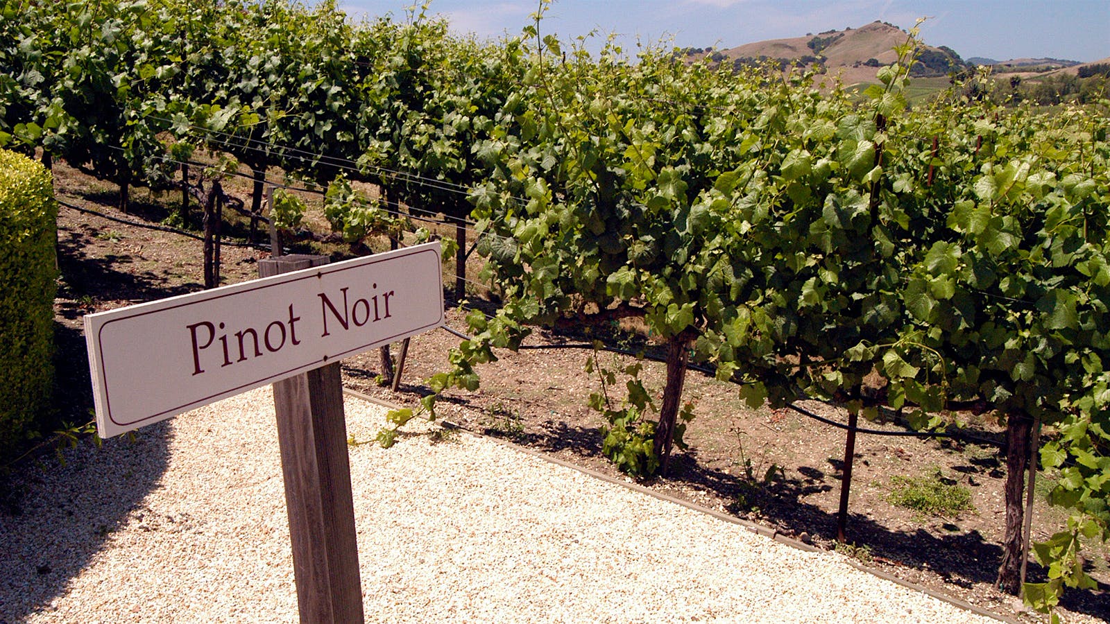 Quiz Know Your Grapes Part 2