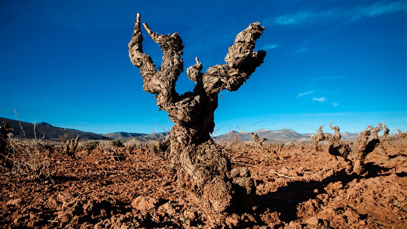 8 Delectable Spanish Reds for $25 or Less
