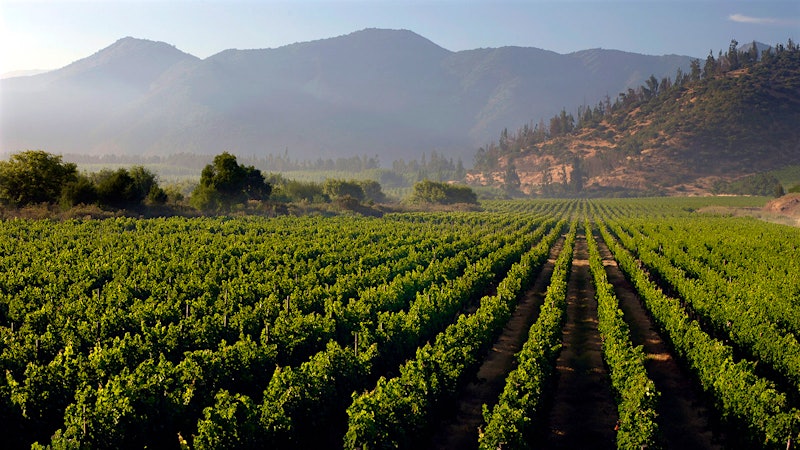 8 Charming Chilean Wines for $21 or Less