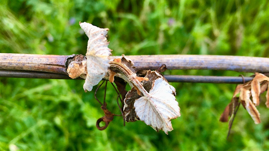 Bill Easton, who grows grapes in Amador county, found young buds killed by freezing temperatures in some of his parcels.