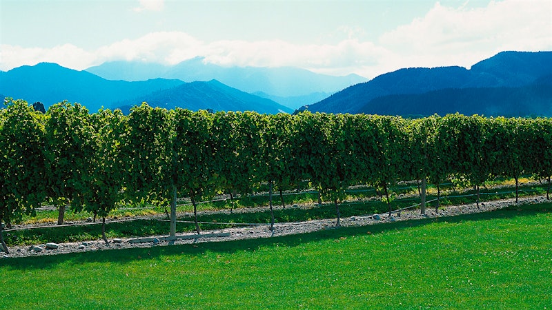 8 Delectable New Zealand Sauvignon Blancs Under $30