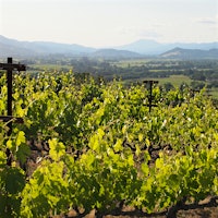 Chardonnay vines in Kongsgaard's The Judge vineyard in Napa Valley, with mountains in the background97-Point Napa Chardonnay; Classic Burgundy and Barolo