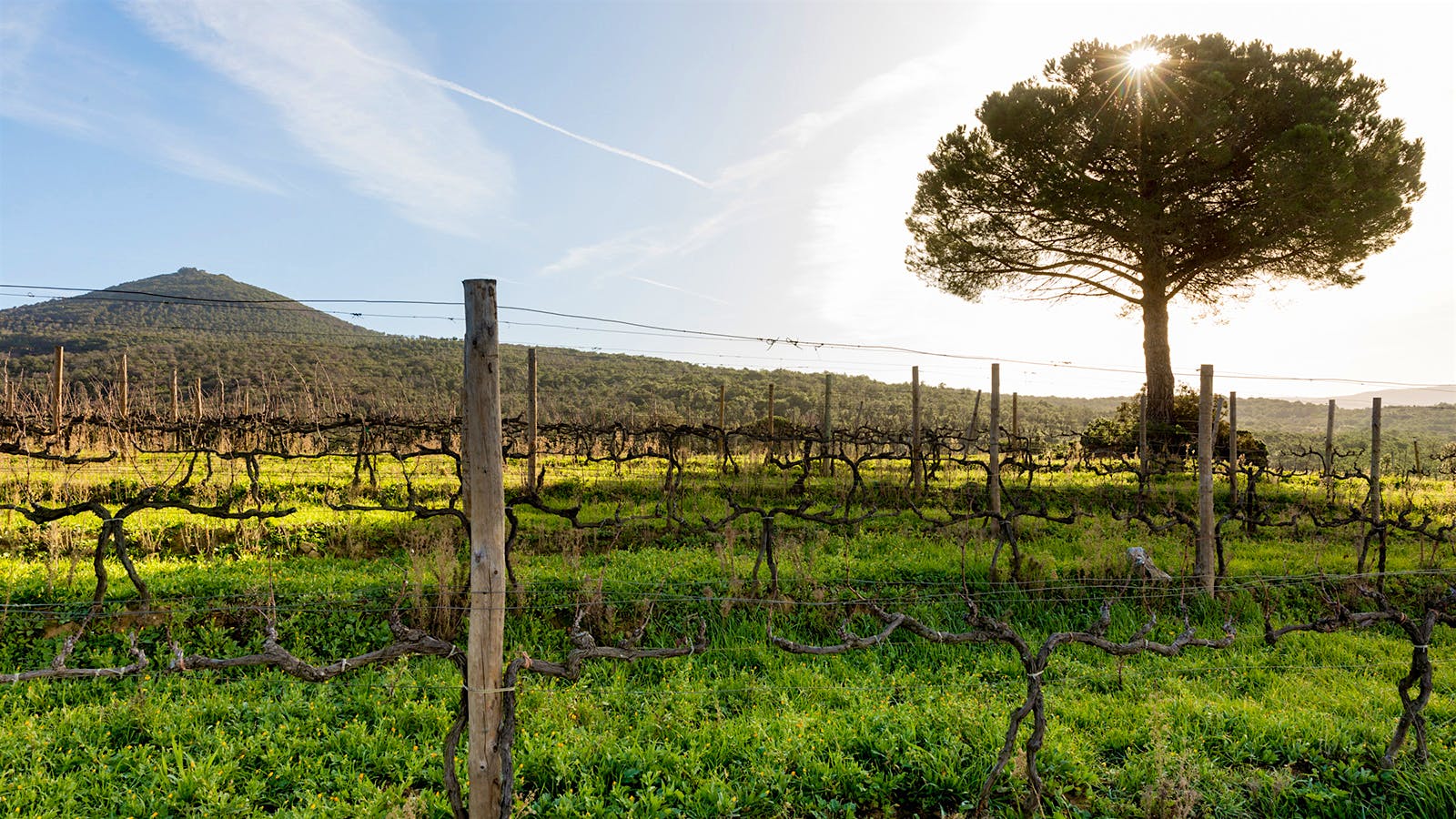 Insider Weekly: June 15 Edition