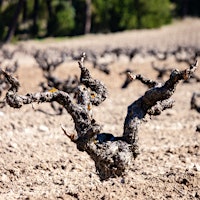 Gnarled old vines at Vega Sicilia98-Point Barolo, Outstanding California Pinots and Rich Australian Syrahs