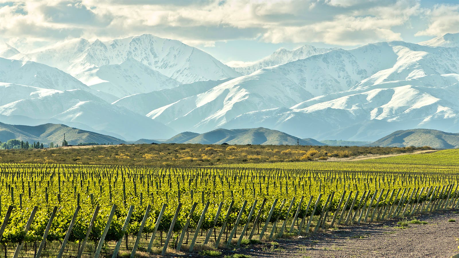 Quiz: South American Wine