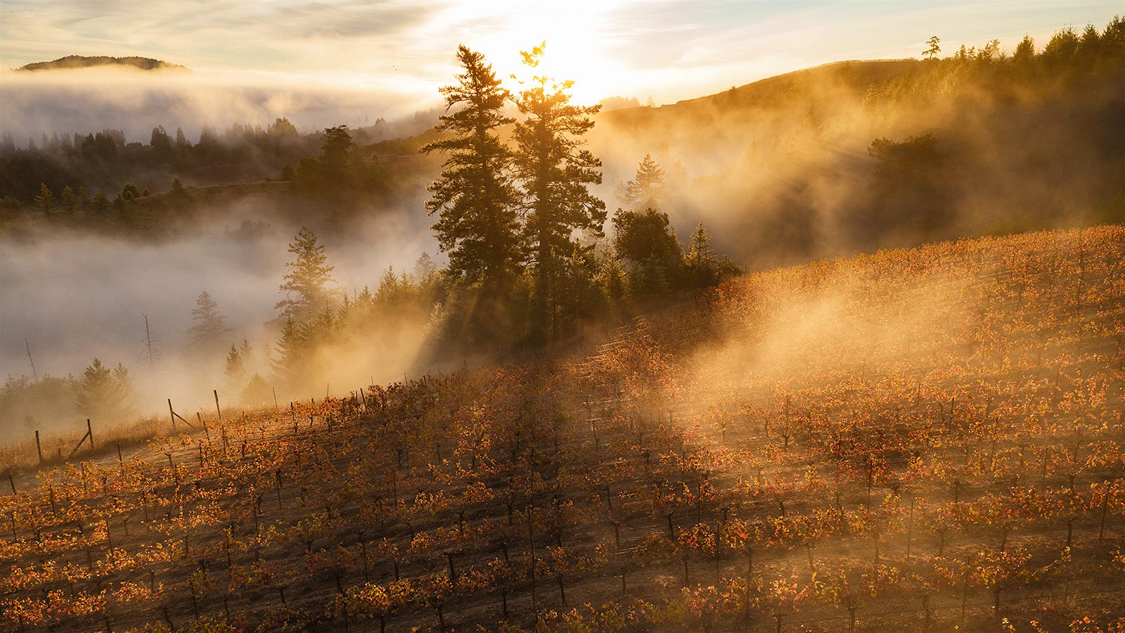 The True Sonoma Coast Gets Wine Appellation Status