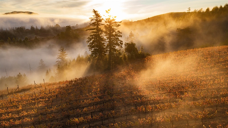 The True Sonoma Coast Gets Wine Appellation Status