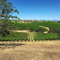 The Riboli family of San Simeon Wines has estate vineyards in several Central Coast subregions, including Paso Robles.10 Central Coast Delights at 90+ Points
