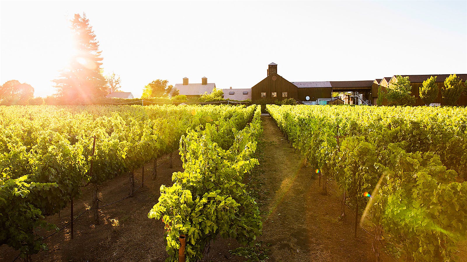 Insider Weekly: June 22 Edition