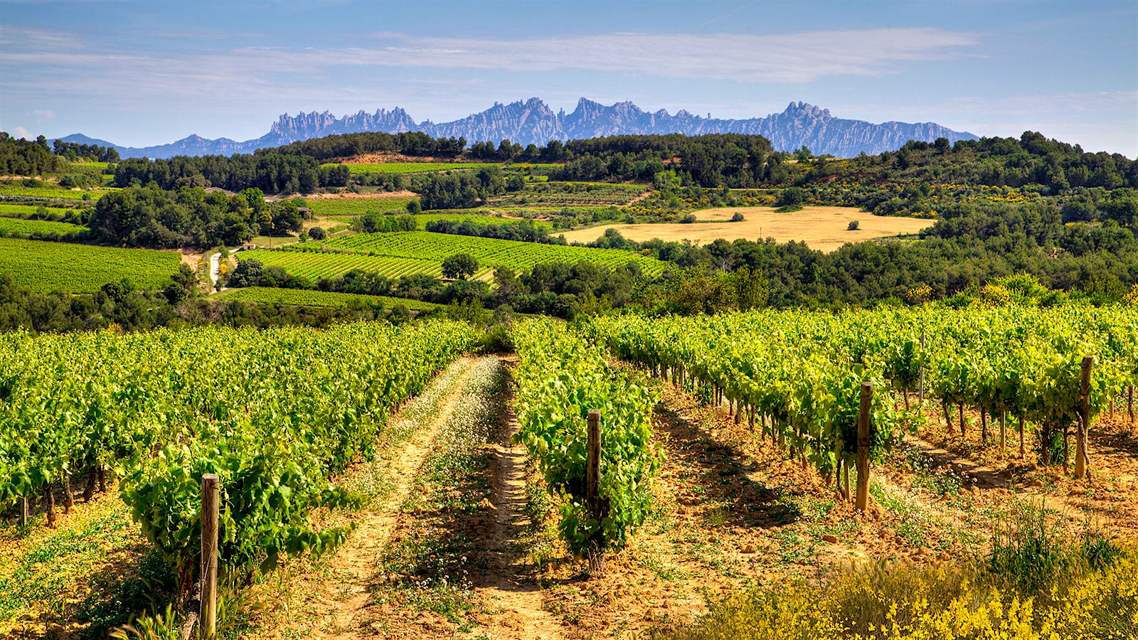 Segusa Viuda Vineyard] 