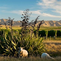 Astrolabe winemaker Simon Waghorn aims to make wines that express the distinctive character of Marlborough's vineyards.7 New Zealand Sauvignon Blancs Under $30